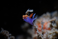Spanish Shawl, Flabellina Iodinea