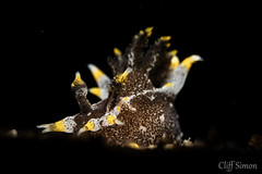 Hedgpeth's Dorid, Polycera hedgpethi