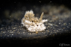 Salt and Pepper Doris, Aegires albopunctatus