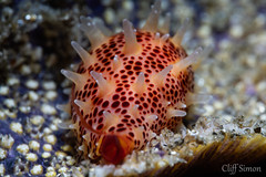 Vidler's Simnia, Simnia arcuata
