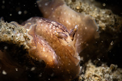 Mexican Skirt Dancer Flatworm, Pseudoceros mexicanus