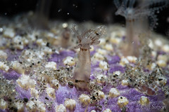 Renilla Sea Pansy, Renilla koellikeri