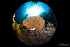 California Golden Gorgonian, Muricea californica, Kelp Bass, Paralabrax clathratus
