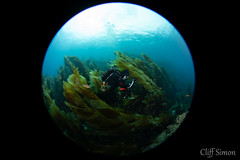 Giant Kelp, Macrocystis pyrifera