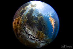 Giant Kelp, Macrocystis pyrifera