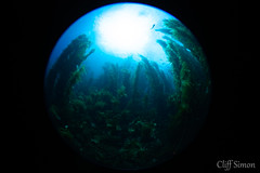 Giant Kelp, Macrocystis pyrifera