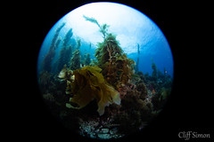 Giant Kelp, Macrocystis pyrifera