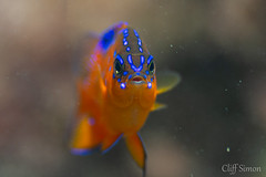 Garibaldi, Hypsypops rubicundus