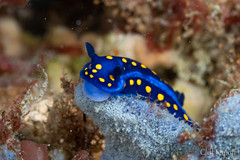 California Chromodorid, Felimare californiensis